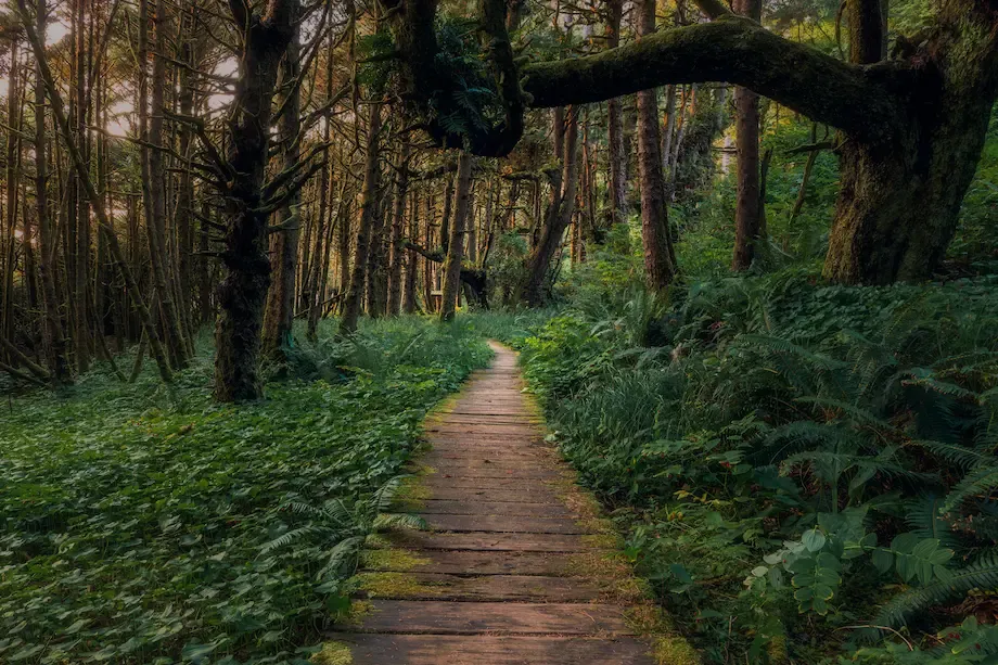 Psychedelics for Therapy 101: What Canadians Need to Know