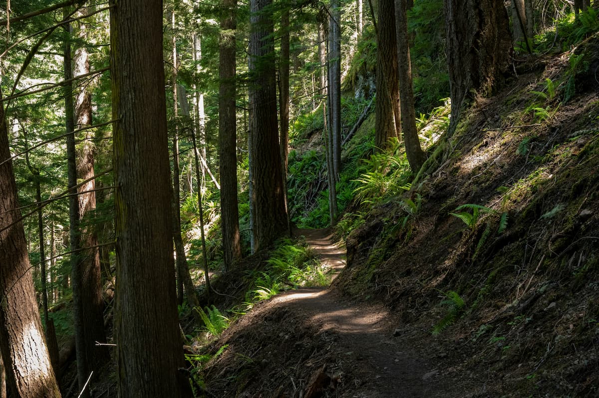 How To Become a Psychedelic Therapist in Canada